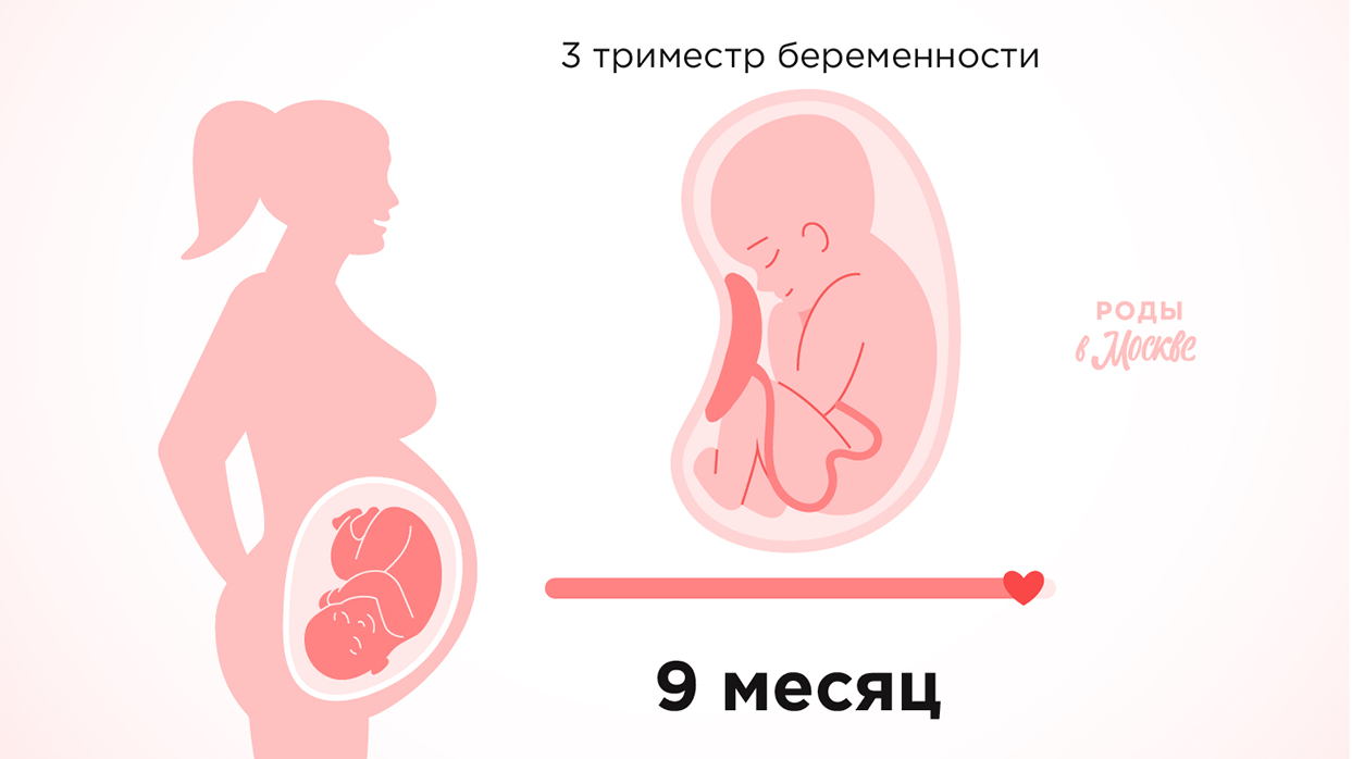 Третий триместр беременности – девятый месяц.
