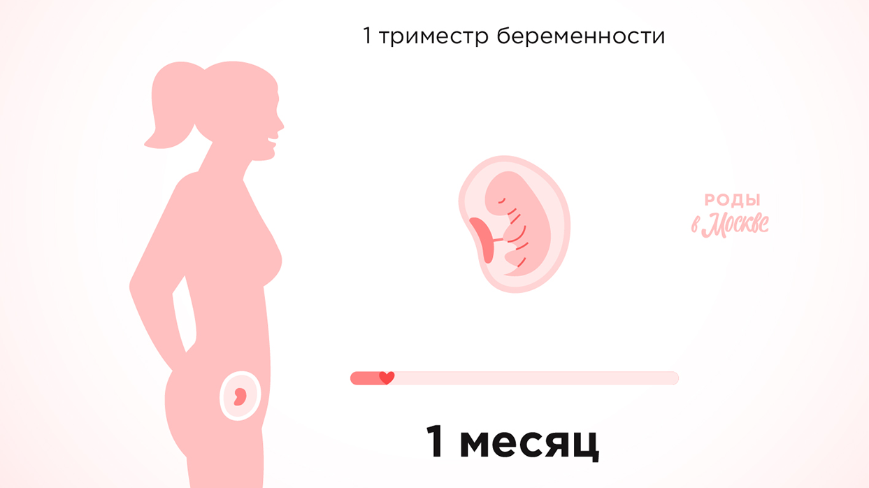 Первый триместр беременности – первый месяц.