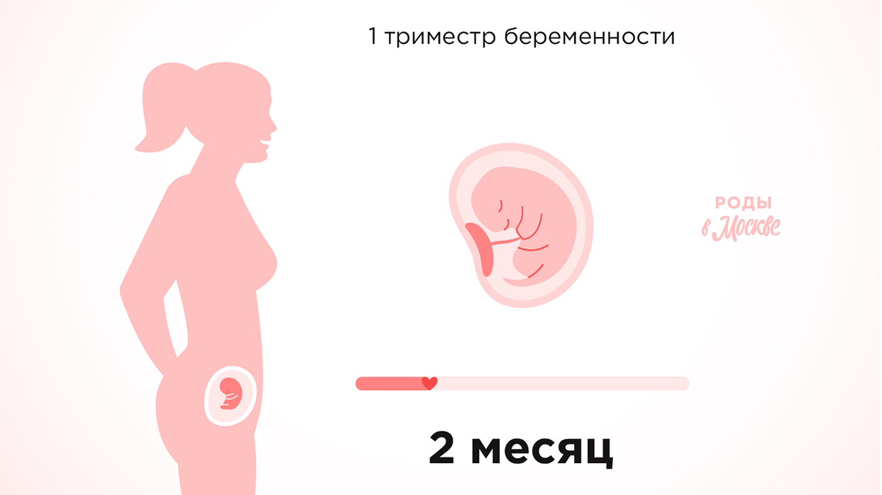 Первый триместр беременности – второй месяц.