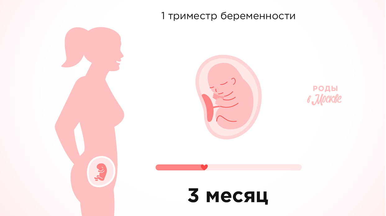 Первый триместр беременности – третий месяц.