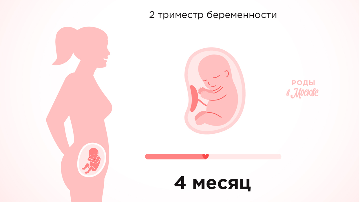 Второй триместр беременности – четвертый месяц.