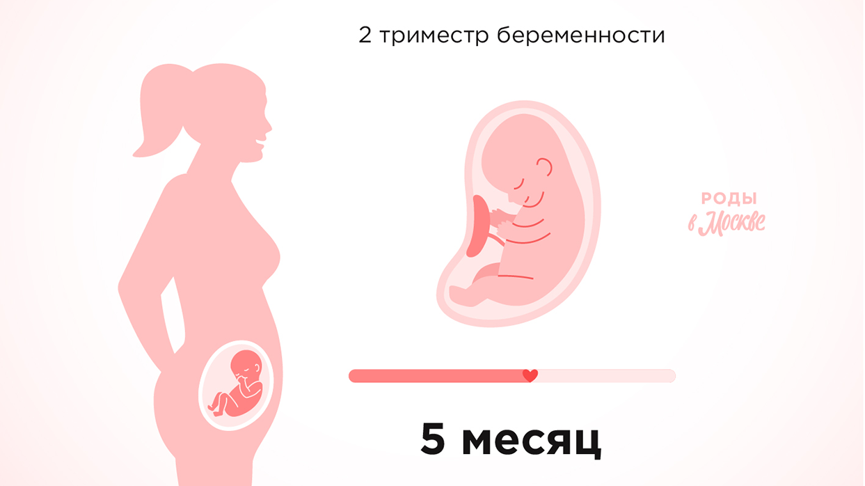Второй триместр беременности – пятый месяц.