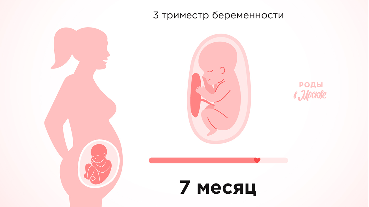 Третий триместр беременности – седьмой месяц.