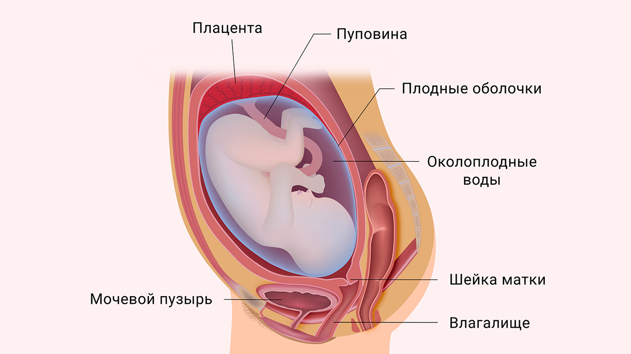 Околоплодные воды.